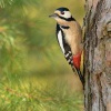 Strakapoud velky - Dendrocopos major - Great Spotted Woodpecker 7678